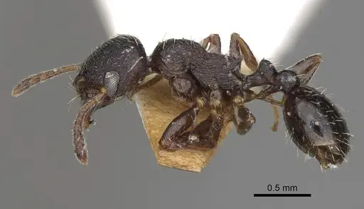 Oxyopomyrmex magnus specimen CASENT0923214 image casent0923214_3