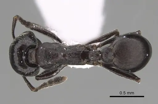 Oxyopomyrmex negevensis specimen CASENT0923228 image casent0923228_1