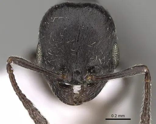 Oxyopomyrmex negevensis specimen CASENT0923228 image casent0923228_2