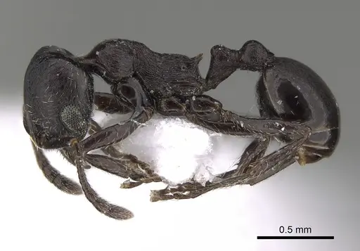 Oxyopomyrmex negevensis specimen CASENT0923228 image casent0923228_3