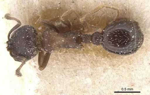 Oxyopomyrmex nigripes specimen CASENT0913241 image casent0913241_1