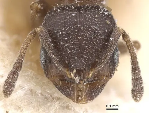 Oxyopomyrmex nigripes specimen CASENT0913241 image casent0913241_2