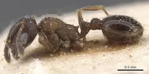 Oxyopomyrmex nigripes specimen CASENT0913241 image casent0913241_3