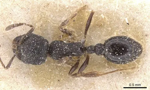 Oxyopomyrmex nigripes specimen CASENT0913247 image casent0913247_1