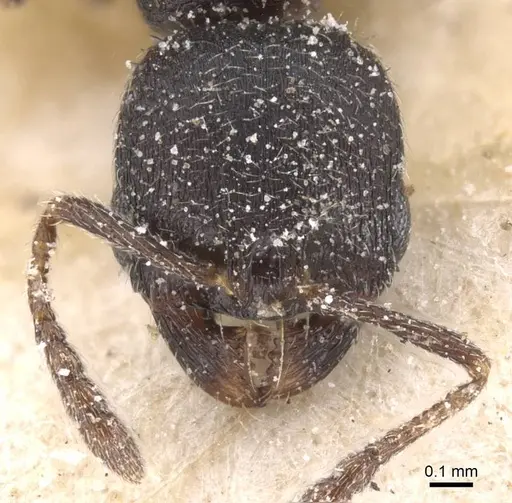 Oxyopomyrmex nigripes specimen CASENT0913247 image casent0913247_2