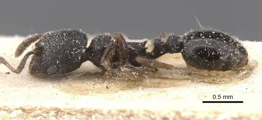Oxyopomyrmex nigripes specimen CASENT0913247 image casent0913247_3