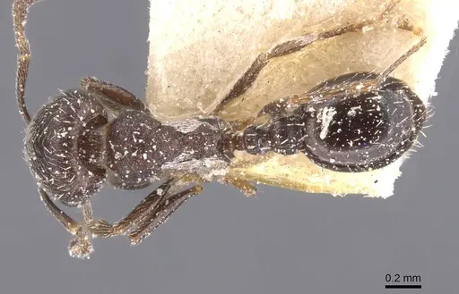 Oxyopomyrmex nigripes specimen CASENT0913249 image casent0913249_1