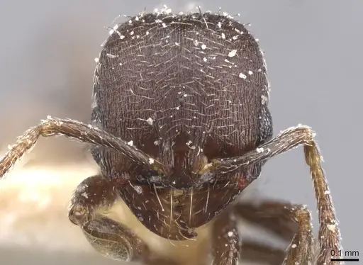 Oxyopomyrmex nigripes specimen CASENT0913249 image casent0913249_2