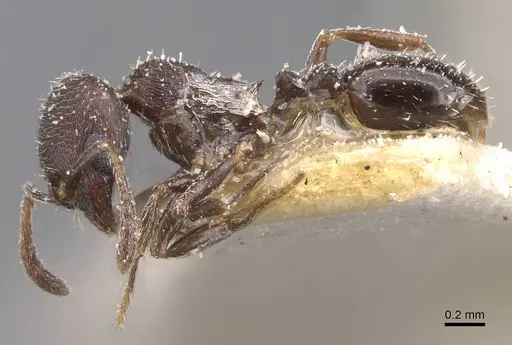 Oxyopomyrmex nigripes specimen CASENT0913249 image casent0913249_3