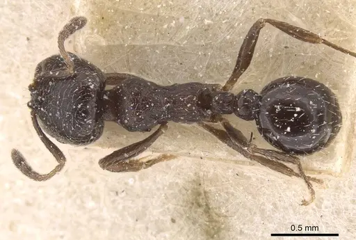 Oxyopomyrmex nitidior specimen CASENT0913245 image casent0913245_1