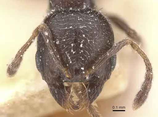 Oxyopomyrmex nitidior specimen CASENT0913245 image casent0913245_2
