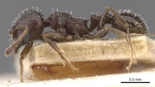 Oxyopomyrmex nitidior specimen CASENT0913245 image casent0913245_3