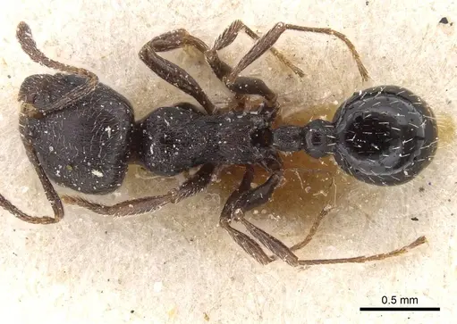 Oxyopomyrmex nitidior specimen CASENT0913246 image casent0913246_1