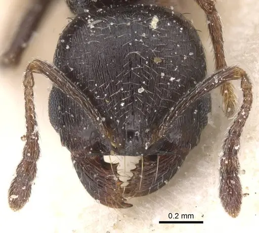 Oxyopomyrmex nitidior specimen CASENT0913246 image casent0913246_2