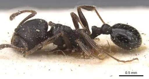 Oxyopomyrmex nitidior specimen CASENT0913246 image casent0913246_3