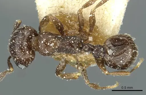 Oxyopomyrmex nitidior specimen CASENT0913250 image casent0913250_1