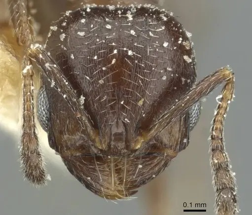 Oxyopomyrmex nitidior specimen CASENT0913250 image casent0913250_2