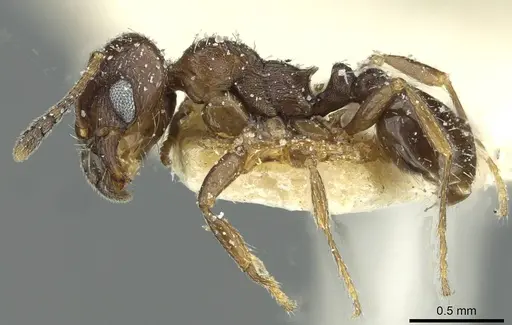 Oxyopomyrmex nitidior specimen CASENT0913250 image casent0913250_3