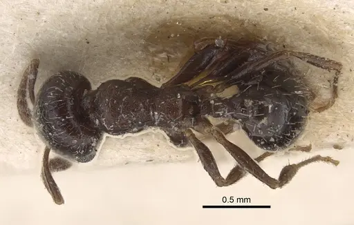 Oxyopomyrmex nitidior specimen CASENT0917759 image casent0917759_1