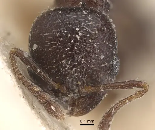 Oxyopomyrmex nitidior specimen CASENT0917759 image casent0917759_2