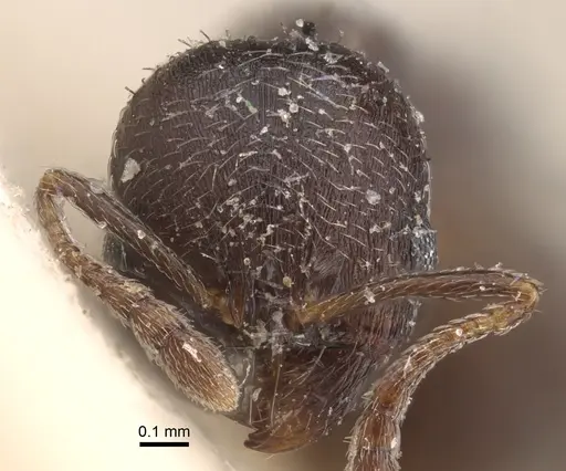 Oxyopomyrmex nitidior specimen CASENT0917759 image casent0917759_3
