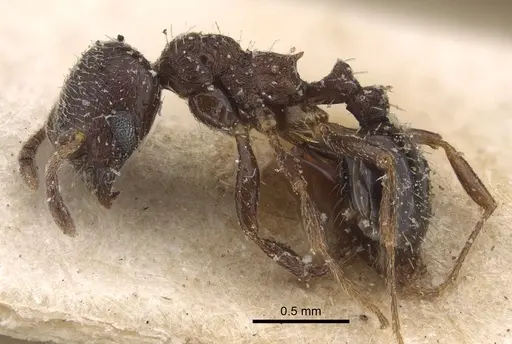 Oxyopomyrmex nitidior specimen CASENT0917759 image casent0917759_4