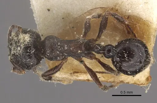 Oxyopomyrmex nitidior specimen CASENT0917760 image casent0917760_1