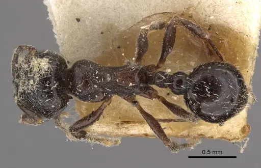 Oxyopomyrmex nitidior specimen CASENT0917760 image casent0917760_2