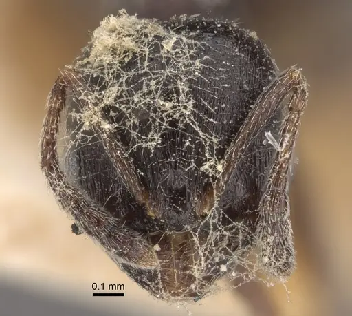 Oxyopomyrmex nitidior specimen CASENT0917760 image casent0917760_3