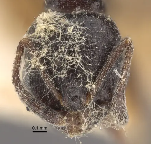 Oxyopomyrmex nitidior specimen CASENT0917760 image casent0917760_4