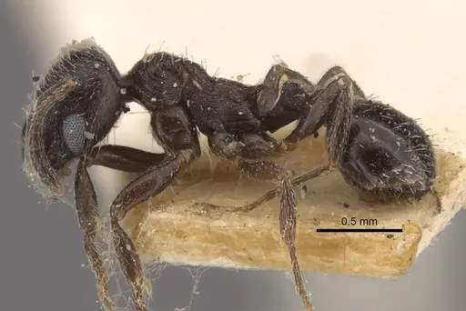 Oxyopomyrmex nitidior specimen CASENT0917760 image casent0917760_5