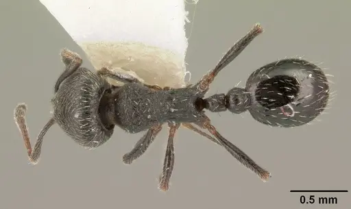 Oxyopomyrmex oculatus specimen CASENT0101775 image casent0101775_1