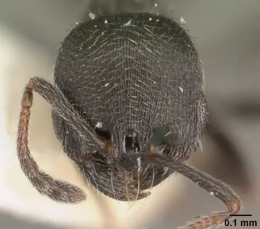 Oxyopomyrmex oculatus specimen CASENT0101775 image casent0101775_2