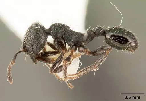 Oxyopomyrmex oculatus specimen CASENT0101775 image casent0101775_3