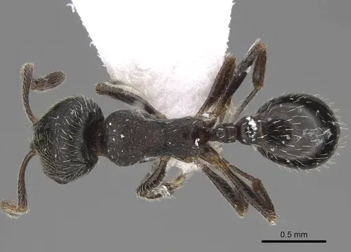 Oxyopomyrmex polybotesi specimen CASENT0922692 image casent0922692_1