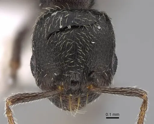 Oxyopomyrmex polybotesi specimen CASENT0922692 image casent0922692_2