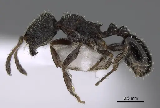 Oxyopomyrmex polybotesi specimen CASENT0922692 image casent0922692_3