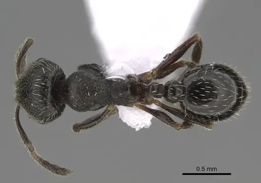 Oxyopomyrmex polybotesi specimen CASENT0923229 image casent0923229_1