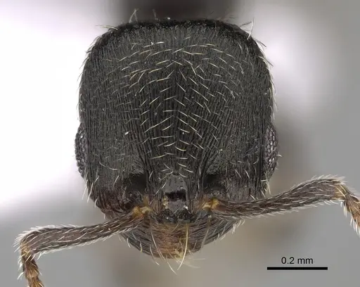 Oxyopomyrmex polybotesi specimen CASENT0923229 image casent0923229_2