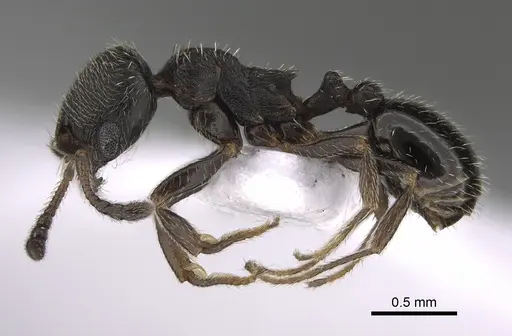 Oxyopomyrmex polybotesi specimen CASENT0923229 image casent0923229_3