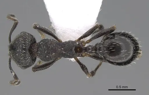 Oxyopomyrmex pygmalioni specimen CASENT0922693 image casent0922693_1