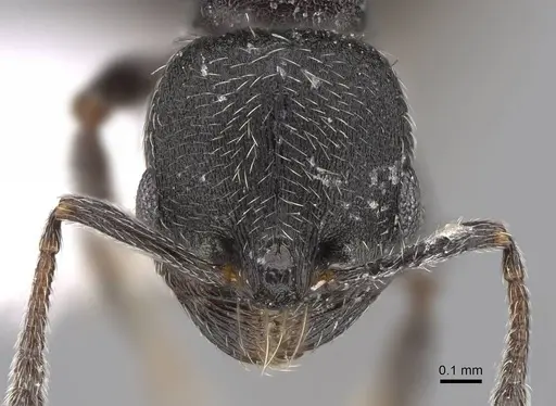 Oxyopomyrmex pygmalioni specimen CASENT0922693 image casent0922693_2