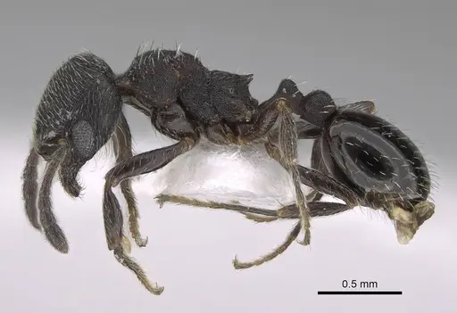 Oxyopomyrmex pygmalioni specimen CASENT0922693 image casent0922693_3