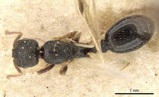 Oxyopomyrmex saulcyi specimen CASENT0281609 image casent0281609_1