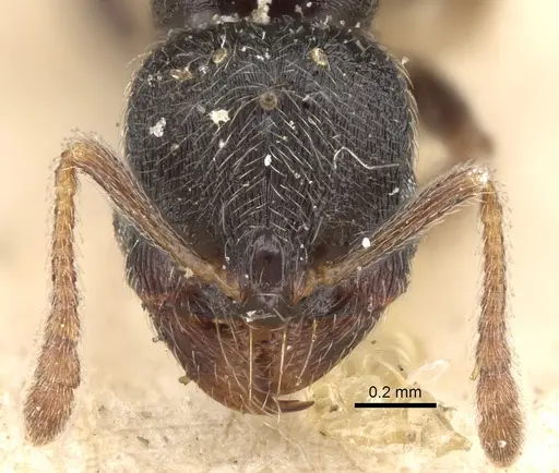 Oxyopomyrmex saulcyi specimen CASENT0281609 image casent0281609_2