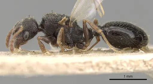 Oxyopomyrmex saulcyi specimen CASENT0281609 image casent0281609_3