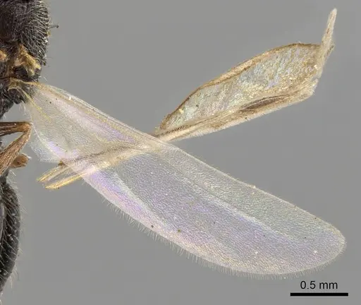 Oxyopomyrmex saulcyi specimen CASENT0281609 image casent0281609_4
