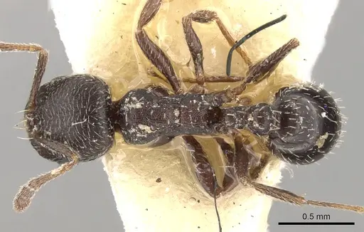 Oxyopomyrmex saulcyi specimen CASENT0281610 image casent0281610_1