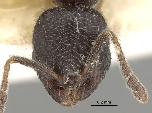 Oxyopomyrmex saulcyi specimen CASENT0281610 image casent0281610_2