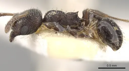 Oxyopomyrmex saulcyi specimen CASENT0281610 image casent0281610_3